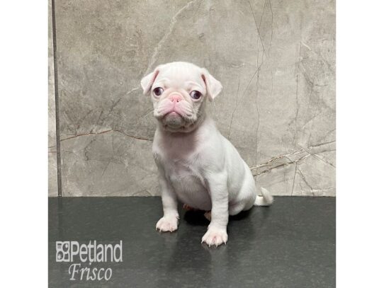 Pug-Dog-Female-White-32284-Petland Frisco & Mckinney, Texas