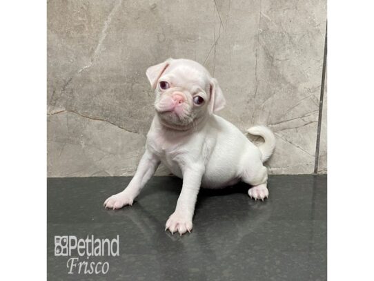 Pug-Dog-Female-White-32285-Petland Frisco & Mckinney, Texas