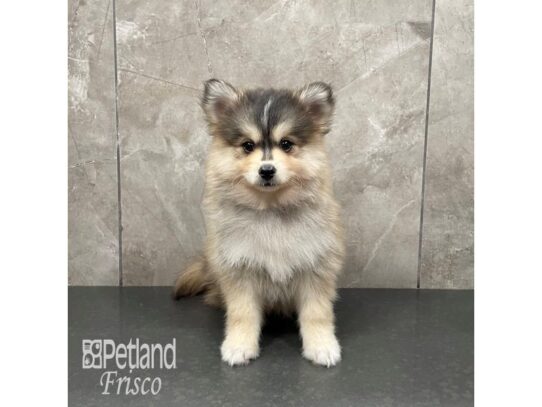 Pomsky-Dog-Male-Sable-32331-Petland Frisco & Mckinney, Texas