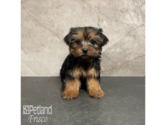Yorkshire Terrier-Dog-Female-Black and Tan-32318-Petland Frisco & Mckinney, Texas
