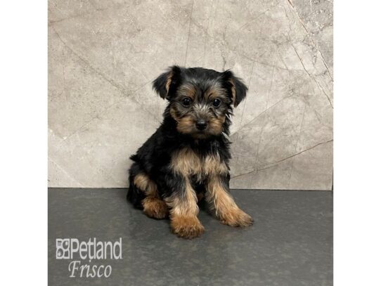 Yorkshire Terrier-Dog-Male-Black and Tan-32317-Petland Frisco & Mckinney, Texas