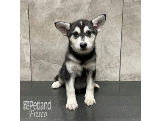 Alaskan Klee Kai-Dog-Male-Black and White-32335-Petland Frisco & Mckinney, Texas