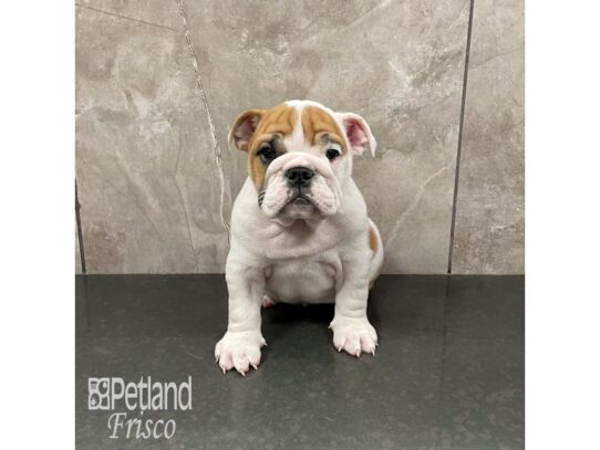 English Bulldog-Dog-Female-White and Red-32336-Petland Frisco & Mckinney, Texas