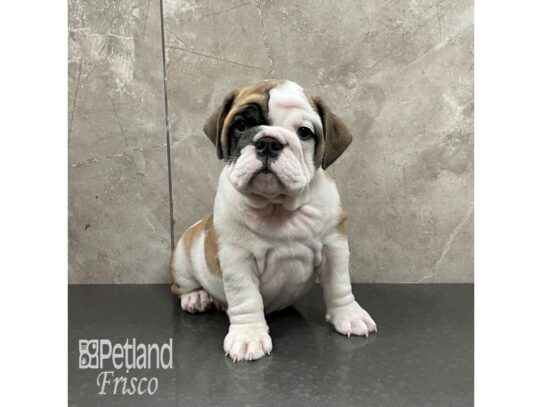 English Bulldog-Dog-Female-Fawn and White-32337-Petland Frisco & Mckinney, Texas