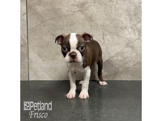 Boston Terrier-Dog-Female-Red / White-32338-Petland Frisco & Mckinney, Texas