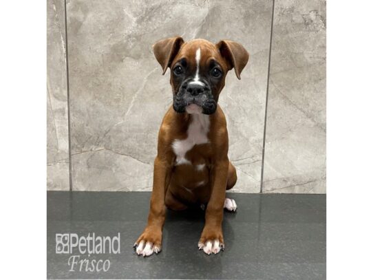 Boxer-Dog-Male-Brown / White-32339-Petland Frisco & Mckinney, Texas