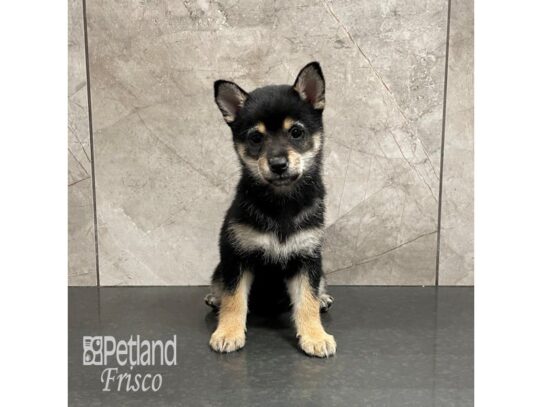 Shiba Inu-Dog-Female-Black and Tan-32344-Petland Frisco & Mckinney, Texas