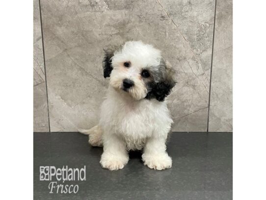 Teddy Bear-Dog-Male-Sable and White-32357-Petland Frisco & Mckinney, Texas