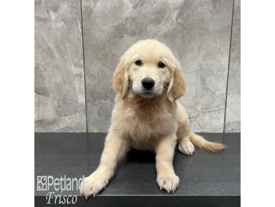 Golden Retriever-Dog-Female-Golden-32374-Petland Frisco & Mckinney, Texas