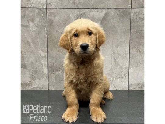 Golden Retriever-Dog-Male-Golden-32375-Petland Frisco & Mckinney, Texas