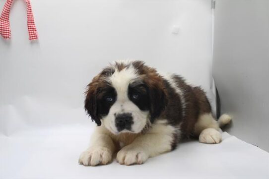 [#253326-07] Mahogany / White F Saint Bernard Puppies for Sale