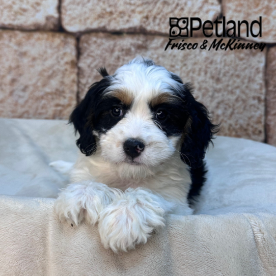 [#2615-04] Black White / Tan F Bernedoodle Mini 2nd Gen Puppies for Sale