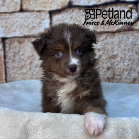 [#M16054] Red and Tan M Toy Australian Shepherd Puppies for Sale