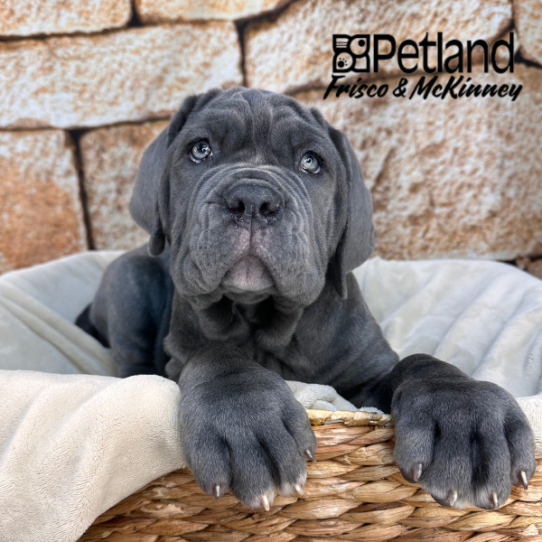 [#2611-04] Blue F Neapolitan Mastiff Puppies for Sale