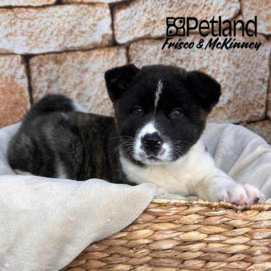 [#2644-02] Brindle F Akita Puppies for Sale
