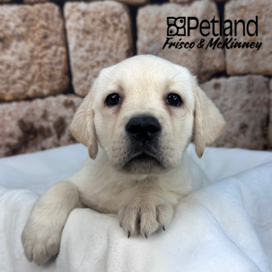[#263-09] Yellow F Labrador Retriever Puppies for Sale