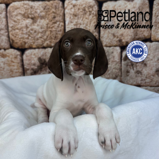 [#263-05] Liver / White F German Shorthaired Pointer Puppies for Sale