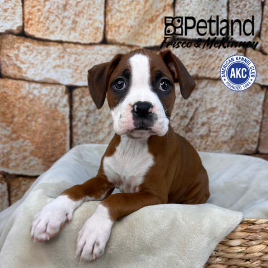 [#2638-08] Fawn / White F Boxer Puppies for Sale