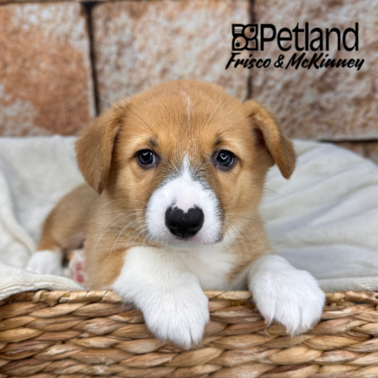 [#265-02] Red / White M Pembroke Welsh Corgi Puppies for Sale