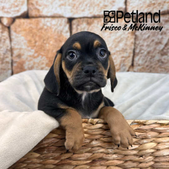 [#25146-02] Black / Tan M Pug/Beagle Puppies for Sale