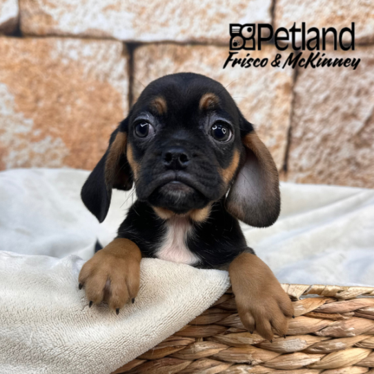 [#25146-04] Black / Tan F Pug/Beagle Puppies for Sale