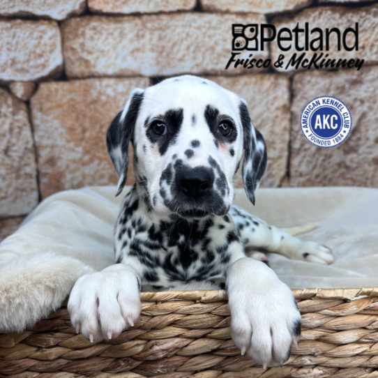 [#253377-06] Black / White F Dalmatian Puppies for Sale