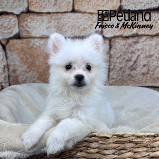 [#253445-04] White F American Eskimo Dog Puppies for Sale
