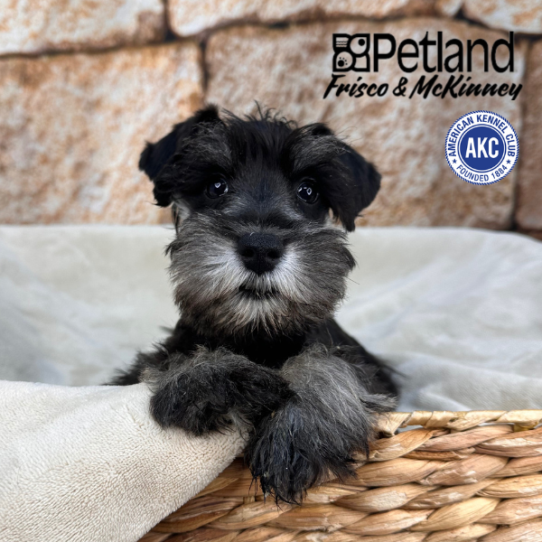 [#253572-02] Salt / Pepper M Miniature Schnauzer Puppies for Sale