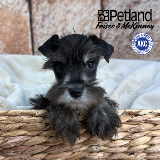 [#253572-04] Salt / Pepper F Miniature Schnauzer Puppies for Sale