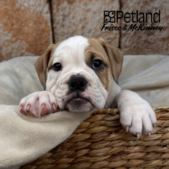 [#26101-03] Fawn / White F Victorian Bulldog Puppies for Sale