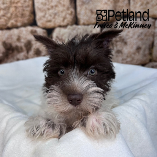 [#2634-02] Chocolate M Miniature Schnauzer Puppies for Sale