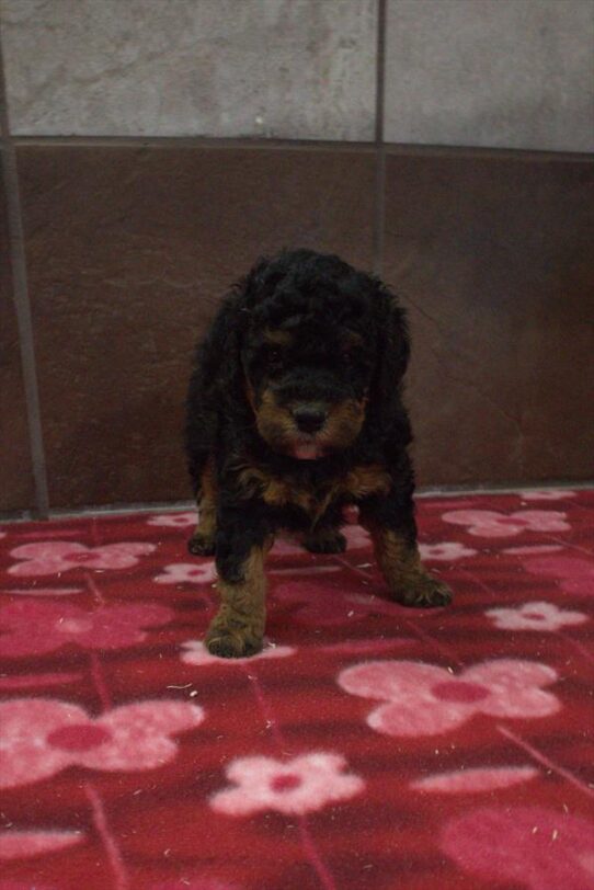 [#253660-02] Black M Bernedoodle Mini 2nd Gen Puppies for Sale