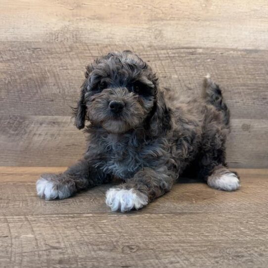 [#253620-02] Blue Merle F Bernedoodle Mini 2nd Gen Puppies for Sale