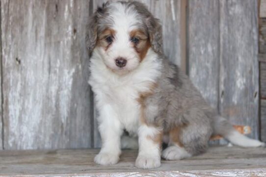 [#26428-03] Blue Merle / Tan F Bernedoodle Mini Puppies for Sale