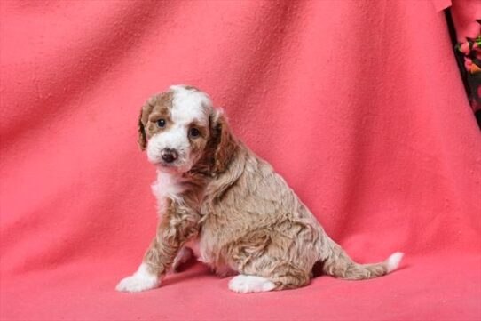 [#26291-09] Apricot / White F Goldendoodle Mini 2nd Gen Puppies for Sale