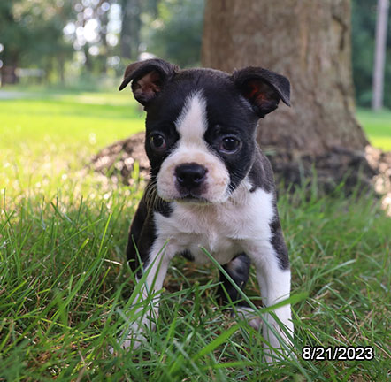 [#231142-02] Brindle / White F Boston Terrier Puppies for Sale