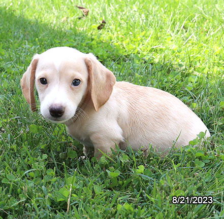 [#231152-02] Cream M Dachshund Puppies for Sale