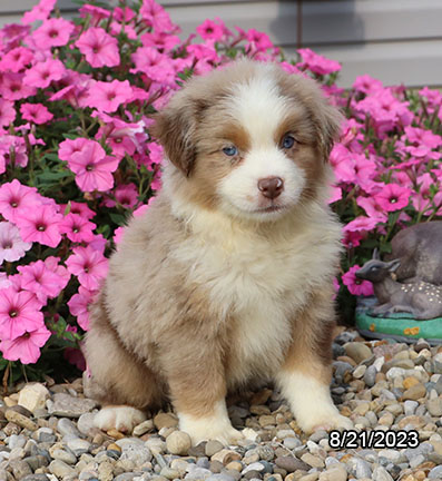 [#231158-02] Red Merle M Miniature Australian Shepherd Puppies for Sale