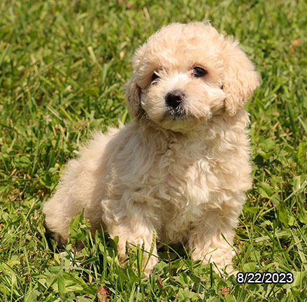 [#231178-02] Apricot F Bichapoo Puppies for Sale
