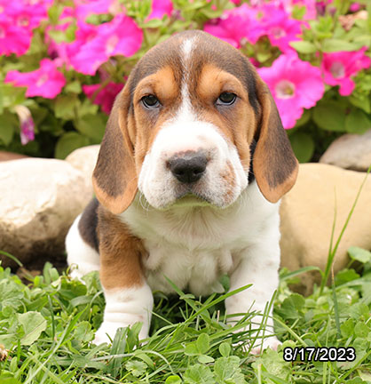 [#231205-06] Sweety - Black / White F Walrus Puppies for Sale