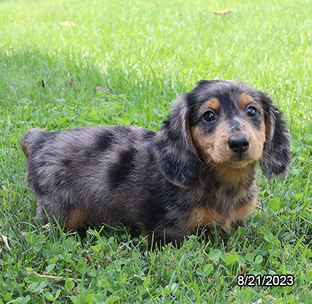 [#231203-02] Silver M Dachshund Puppies for Sale