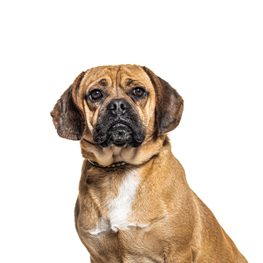 Small, wrinkled dog with a tan coat sitting attentively outdoors