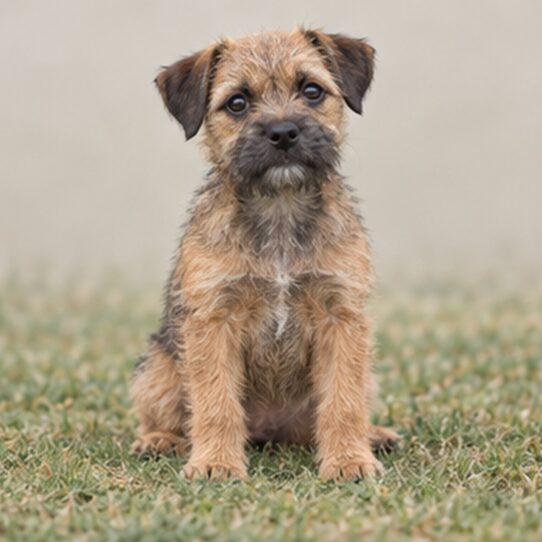 Border Terrier