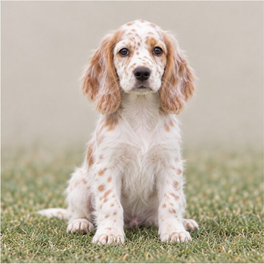 Elegant English Setter with a wavy, feathered coat, standing proudly outdoors