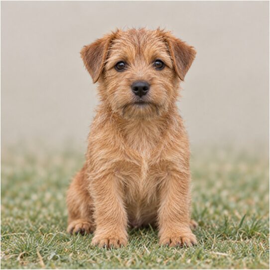 Small, scruffy dog with a wiry coat, alert posture, and expressive eyes