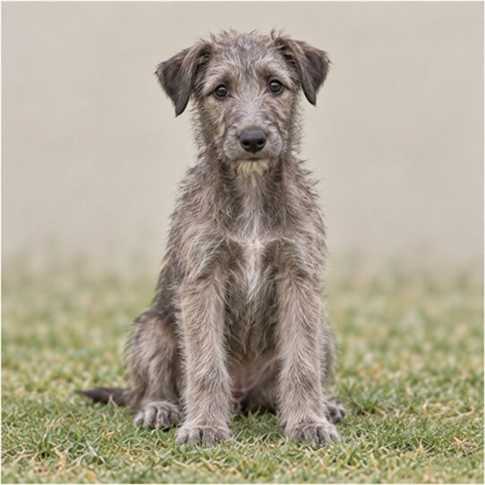 Tall, slender dog with a wiry gray coat standing proudly outdoors